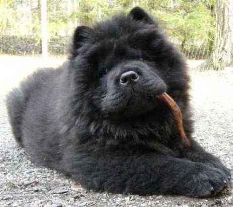 chow-chow